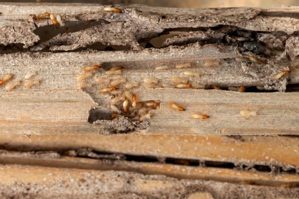 Best Cockroach Control Services  in Quinnipiac University, CT